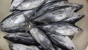 Ikan Tongkol bersih